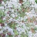 Eupatorium hyssopifolium Kwiat