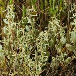 Atriplex pedunculata 整株植物