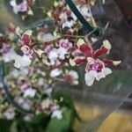 Oncidium altissimum Flor