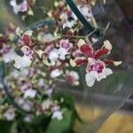 Oncidium altissimum Flower