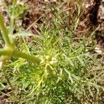 Cosmos bipinnatus Leaf