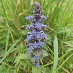 Ajuga genevensisBlomma