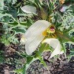 Argemone ochroleuca Blüte