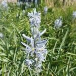 Camassia cusickii Flower