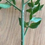 Ruscus hypophyllum Bark