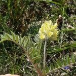 Oxytropis pilosa Habitus