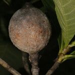 Genipa americana Fruit