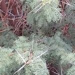 Vachellia tortilis Bark