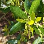 Quercus fusiformis Hoja