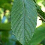 Cananga odorata Blatt