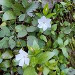 Vinca difformis Kvet