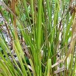 Carex hystericina Yaprak