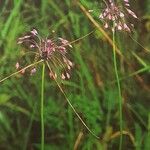 Allium carinatum Çiçek