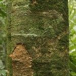 Inga nouragensis Kabuk