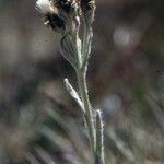 Antennaria carpatica 葉