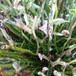Euphorbia tithymaloides Fuelha