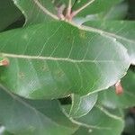 Quercus phillyreoides Yaprak