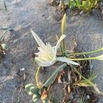 Pancratium illyricum Fiore