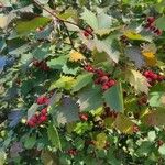 Crataegus submollis Листок