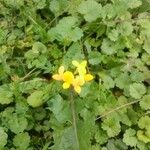 Lotus corniculatus Flower