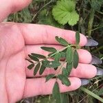 Astragalus onobrychis Leaf