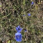 Cichorium pumilum花