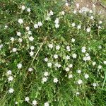 Spergularia rupicola Flower