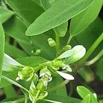 Chamaesyce hypericifolia Лист
