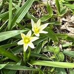 Nothoscordum bivalve Flor