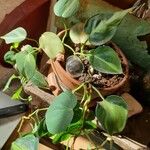 Philodendron cordatum Yaprak