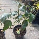 Acer calcaratum List