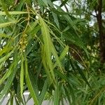Searsia lancea Blatt