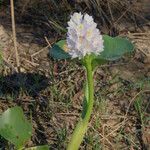 Pontederia rotundifolia Агульны выгляд