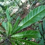 Siparuna pachyantha Leaf