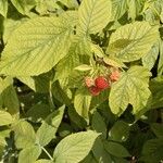 Rubus occidentalis Φύλλο