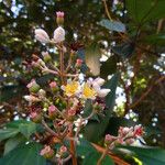 Miconia mirabilis Frucht