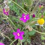 Centaurium pulchellumFlower