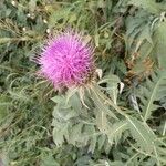 Cirsium altissimum Kvet