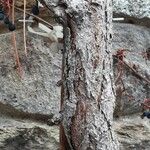 Parthenocissus quinquefolia Bark
