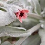 Pardoglossum cheirifolium Flower