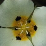 Calochortus leichtlinii Flower