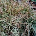 Carex oshimensis عادت