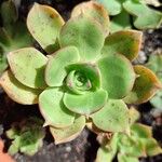 Aeonium lancerottenseFolla