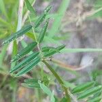 Vicia lathyroides Blad