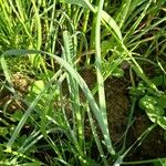 Allium vineale ഫലം