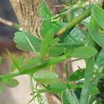 Citrus australasica Leaf