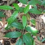 Polyscias diversifolia Leaf
