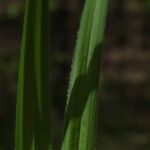 Carex pilosa Frunză