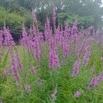 Lythrum virgatumFlower