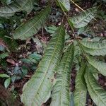 Protium opacum Hoja
